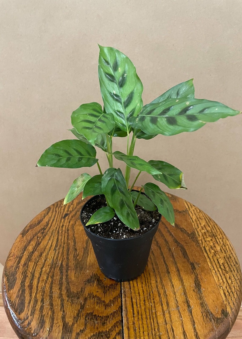 Calathea leopardina care 